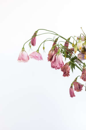 A bouquet of withered dried flowers on a white backgroundの写真素材