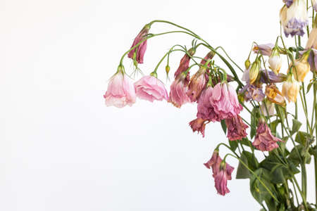A bouquet of withered dried flowers on a white backgroundの写真素材