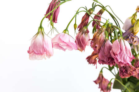 A bouquet of withered dried flowers on a white backgroundの写真素材