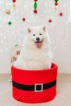 Cute dog in a red gift box for Christmas. White samoyed dog Christmas Puppy Gift Box Present Surpriseの写真素材