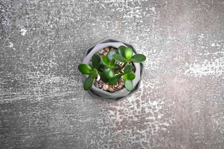 Succulent in modern pot on gray concrete background. Copy space for text.の写真素材