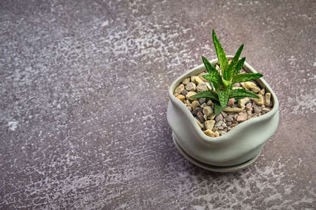 Succulent aloe vera in modern pot on gray concrete background. Copy space for text.の写真素材