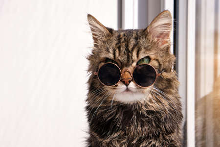 Close up Portrait of a adorable, fluffy gray cat in small dark sunglasses sitting on a windowsill on a sunny warm day. Cute house cat.の写真素材