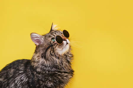Closeup view of amazing domestic pet in black round fashion sunglasses is isolated on yellow wall....