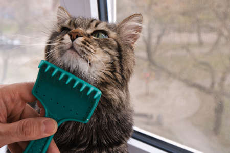 close-up gray striped thoroughbred cat, which is combed wool. The cat is very satisfied, kind, he is comfortable with this procedure. The cat gets pleasure from the fact that man takes care of his petの写真素材
