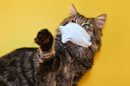Cute gray Siberian cat With a raised paw with mask for protect virus on yellow backgroundの写真素材