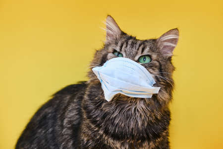 Cute gray Siberian cat with mask for protect virus on yellow backgroundの写真素材