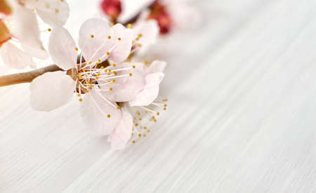Spring flowering branches, pink flowers macro, leaves, close up blossoms Sakura on white wwoden...