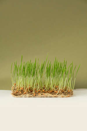 Growing microgreens at home. Fresh Wheat sprouts on linen mat on white wooden background with copy space. Wheat sprouter, micro green. Hydroponicsの写真素材