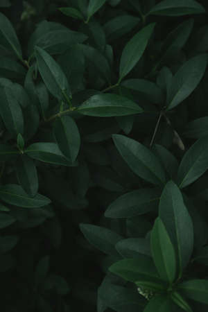Green leaves background. Green leaves with copy space. They are color tone dark.