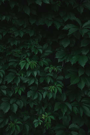 Green leaves background. Green leaves with copy space. They are color tone dark.の写真素材