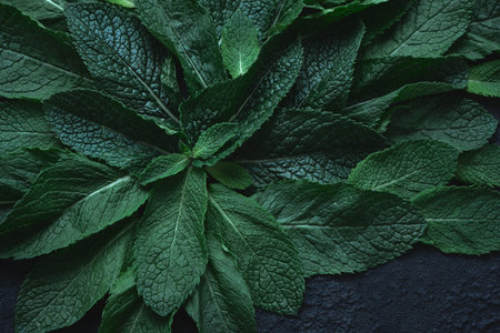 Fresh green mint close-up on a dark green background. Low key, dark food, selective colorの写真素材