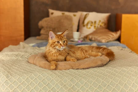 red cat Maine Coon 5 month old that has woken up, which is lying at on a soft pillow on the bed and looks sadlyの写真素材