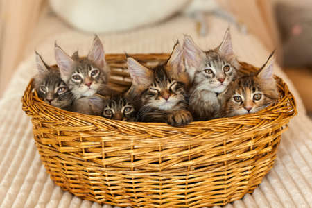 Family of six kittens. 6 multi-colored charming Maine Coon kittens 2 months old in their own basket which stands on the baby's bed in the roomの写真素材