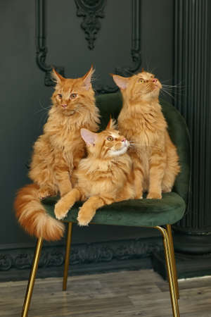 Stylish luxury home interior in green and gold shades, family of three red fluffy Maine Coon cats sits on a green velvet chairの写真素材