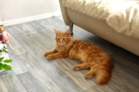 Cozy ginger maine coon cat having rest on a floor at home in daylightの写真素材