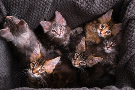 6 multi-colored Maine Coon kittens 2 months old in a box with a gray plaid look at the camera, top viewの写真素材