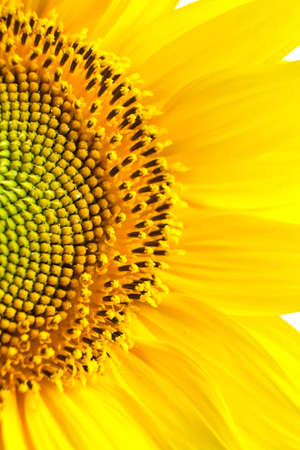 Sunflower texture and background. Texture of sunflower pollen. Macro view of abstract nature texture and background Organic pattern. Sunflower in bloom.の写真素材