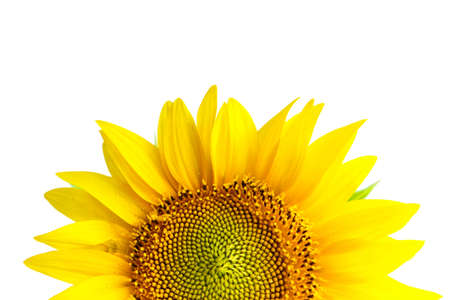 Sunflower texture and background. Texture of sunflower pollen isolated on white. Macro view of abstract nature texture and background Organic pattern. Sunflower in bloom.の写真素材