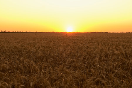 Amazing agriculture landscape. Growth nature harvest. Wheat field natural product. Ears of golden wheat close up. Rural scene under sunlight. Summer background of ripening ears of landscape.の写真素材