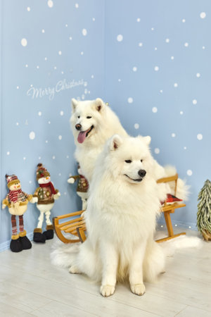 Christmas dog Samoyed. Christmas, winter concept. Christmas greeting card with two Samoyed dogs sitting on a sled. Happy New Year.の写真素材