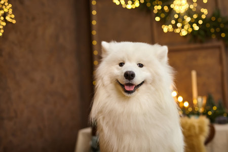 Christmas dog Samoyed. Christmas, winter concept. Christmas greeting card with smiling Samoyed dog. Happy New Year.の写真素材