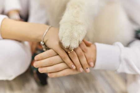 Hands and paws of family members. Man, woman and dog are taking hands togetherの写真素材