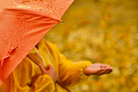 children's hand in the rain, drops falling from a orange umbrella. Autumn weather conceptの写真素材