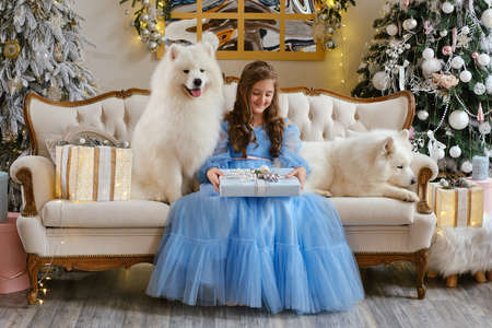 Nice girl in a light blue dress with gift box and two white Samoyed dogs in the studio, in the New Year decorations against the background of the Christmas treeの写真素材