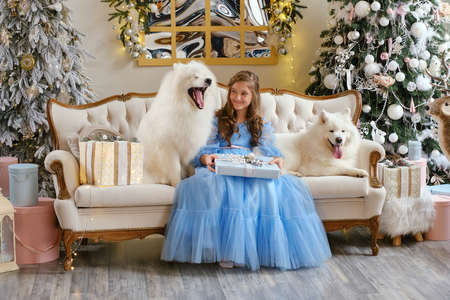 Nice girl in a light blue dress with gift box and two white Samoyed dogs in the studio, in the New Year decorations against the background of the Christmas treeの写真素材