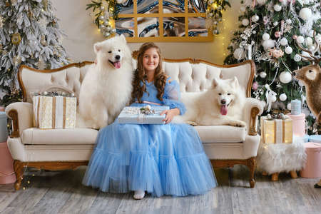 Nice girl in a light blue dress with gift box and two white Samoyed dogs in the studio, in the New Year decorations against the background of the Christmas treeの写真素材