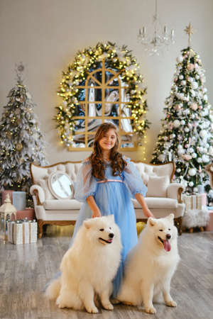 Nice girl in a light blue dress with two white Samoyed dogs in the studio in the New Year decorations, against the background of the Christmas treeの写真素材