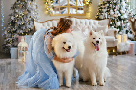 Nice girl in a light blue dress with two white Samoyed dogs in the studio in the New Year decorations, against the background of the Christmas treeの写真素材