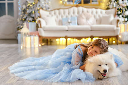 Nice girl in a light blue dress with white Samoyed dog in the studio in the New Year decorations, against the background of the Christmas treeの写真素材