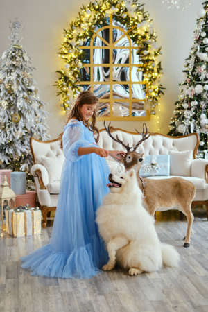 Nice girl in a light blue dress with white Samoyed dog and big Deer toy, in the studio in the New Year decorations, against the background of the Christmas treeの写真素材