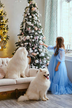 Nice girl in a light blue dress decorating shiny Christmas tree, two white Samoyed dogs in the studio in the New Year decorationsの写真素材
