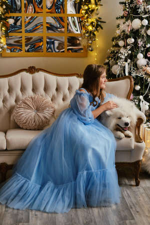 Nice girl in a light blue dress with white Samoyed dog in the studio in the New Year decorations, against the background of the Christmas tree looking at window and dreamingの写真素材