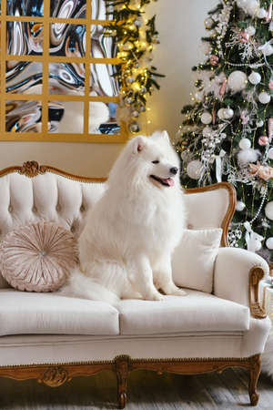 Christmas dog Samoyed. Christmas, winter concept. Christmas tree. Christmas greeting card. Happy New Year. New Year at home.の写真素材