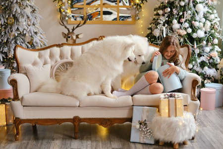 Little cute girl sitting on the sofa with two Samoyed dogs, opening gift boxes near christmas tree in beautiful interiorの写真素材