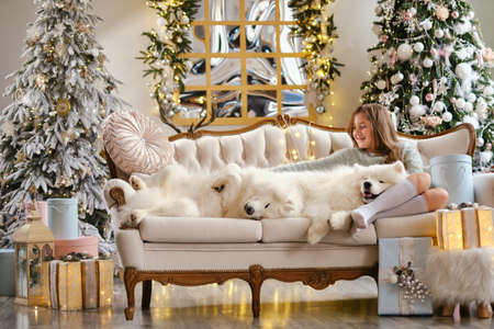 Little cute girl sitting on the sofa with two Samoyed dogs near christmas tree in beautiful interiorの写真素材