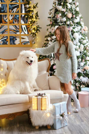 Little cute girl sitting on the sofa with two Samoyed dogs near christmas tree in beautiful interiorの写真素材