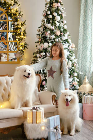 Little cute girl sitting on the sofa with two Samoyed dogs near christmas tree in beautiful interiorの写真素材