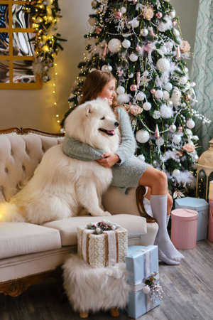 Little cute girl sitting on the sofa with Samoyed dog near christmas tree in beautiful interiorの写真素材