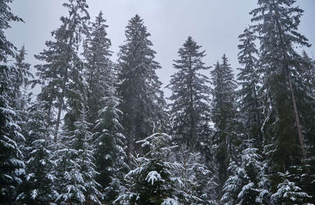 Scenic image of spruces tree. Frosty day, calm winter scene. Location Carpathian, Ukraine Europe. Ski resort. beauty of earth. tourism concept. happy new yearの写真素材