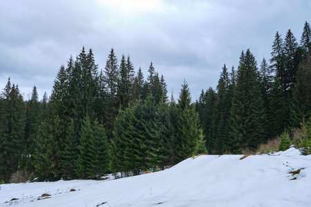 Scenic image of spruces tree. Frosty day, calm winter scene. Location Carpathian, Ukraine Europe. Ski resort. beauty of earth. tourism concept. happy new yearの写真素材