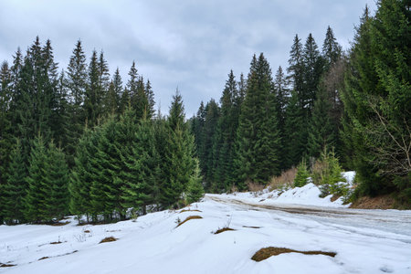 Scenic image of spruces tree. Frosty day, calm winter scene. Location Carpathian, Ukraine Europe. Ski resort. beauty of earth. tourism concept. happy new yearの写真素材