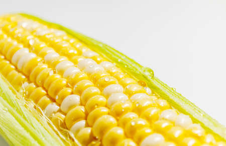 Yellow sweet Corn Cob with leaves Closeup wetの写真素材