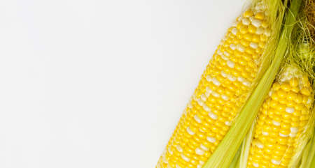 Grains of Ripe Corn with Water Droplets. Extreme Macro. Isolated with copy space for textの写真素材