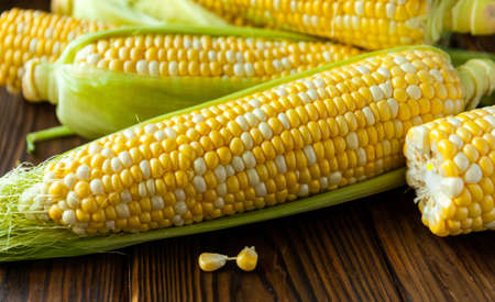 Fresh yellow corns ears with leaves.の写真素材