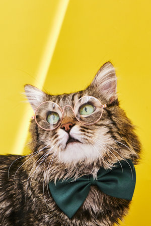 Funny cat in bow tie and glasses sitting on yellow backgroundの写真素材